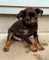 CHOCOLATE CHIP, a male Brussels Griffon for sale in Bourbon, IN – 6 of 6