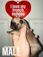 Chocolate Fawn, a male French Bulldog for sale in Bourbon, IN – 1 of 4