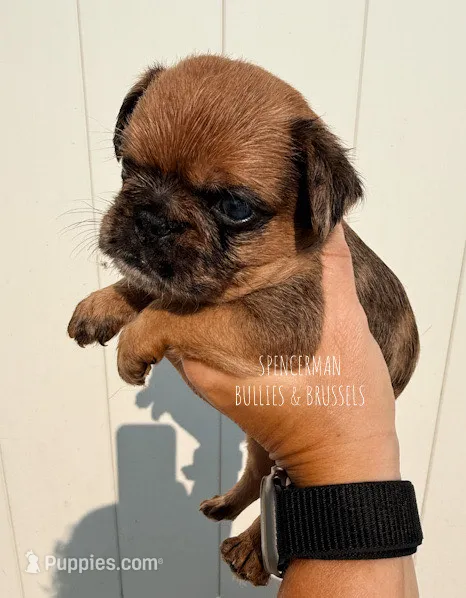 Belge. Merle – Brussels Griffon puppy for sale in Bourbon, IN