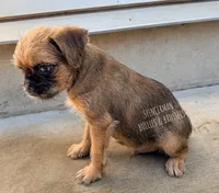 Designer Earl the Merle , a male Brussels Griffon for sale in Bourbon, IN – 6 of 9