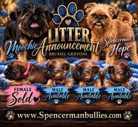 Make #2, a male Brussels Griffon for sale in Bourbon, IN – 5 of 5