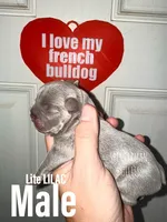 Lilac, a male French Bulldog for sale in Bourbon, IN – 1 of 4