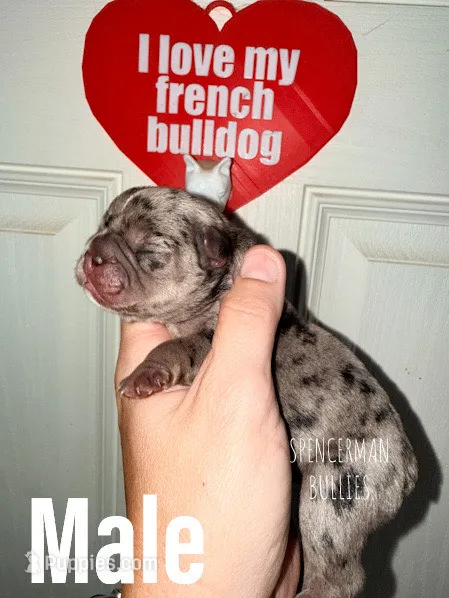 Black Merle – French Bulldog puppy for sale in Bourbon, IN