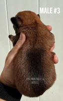 Male #3, a male Brussels Griffon for sale in Bourbon, IN – 2 of 5