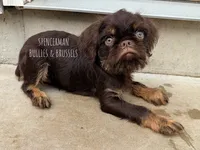 Choco, a male Brussels Griffon for sale in Bourbon, IN – 3 of 6