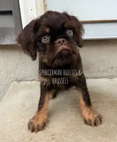 Choco, a male Brussels Griffon for sale in Bourbon, IN – 1 of 6