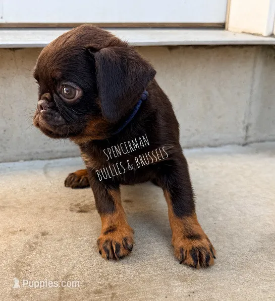 CHOCOLATE CHIP – Brussels Griffon puppy for sale in Bourbon, IN