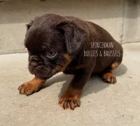 Teddy Bear, a male Brussels Griffon for sale in Bourbon, IN – 4 of 7