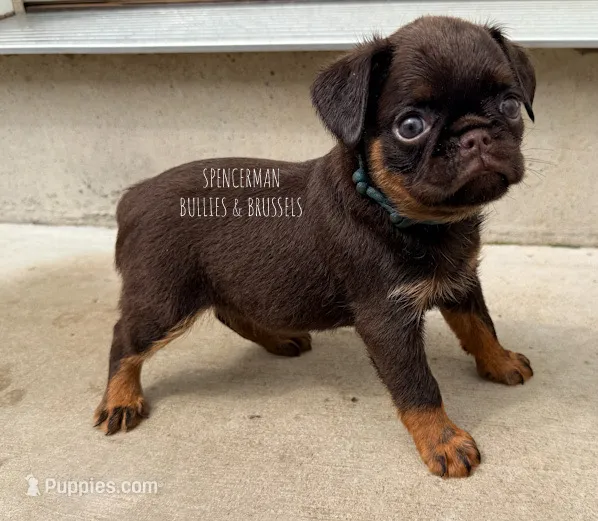 Light Blue collar chocolate and tan – Brussels Griffon puppy for sale in Bourbon, IN