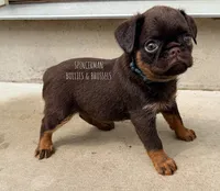 CHOCOLATE CHIP, a male Brussels Griffon for sale in Bourbon, IN – 1 of 6