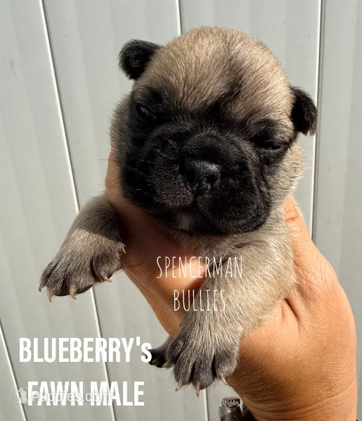 Fawn – French Bulldog puppy for sale in Bourbon, IN