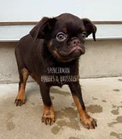 CHOCOLATE CHIP, a male Brussels Griffon for sale in Bourbon, IN – 2 of 6