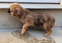 Earl the Merle , a male Brussels Griffon for sale in Bourbon, IN – 9 of 9