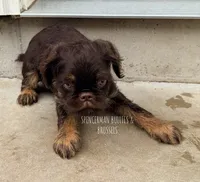 Choco, a male Brussels Griffon for sale in Bourbon, IN – 4 of 6