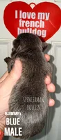 BLUE, a male French Bulldog for sale in Bourbon, IN – 3 of 4