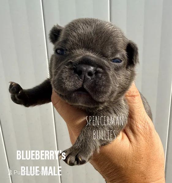 BLUE – French Bulldog puppy for sale in Bourbon, IN