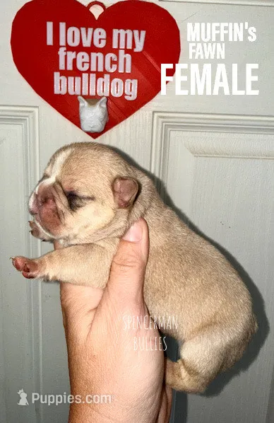Fawn – French Bulldog puppy for sale in Bourbon, IN