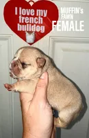 Fawn, a female French Bulldog for sale in Bourbon, IN – 1 of 4