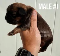 Male #1, a male Brussels Griffon for sale in Bourbon, IN – 2 of 5