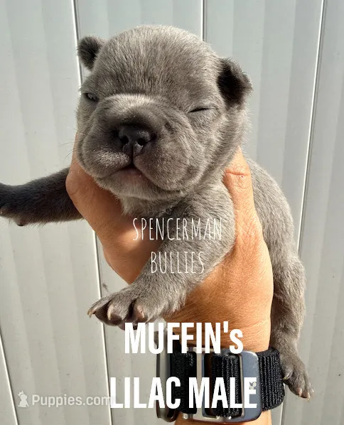 Lilac – French Bulldog puppy for sale in Bourbon, IN