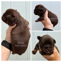 Teddy, a male Brussels Griffon for sale in Bourbon, IN – 1 of 3