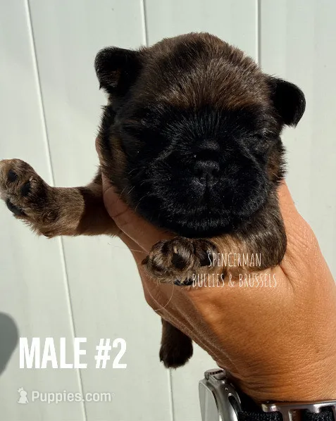 Make #2 – Brussels Griffon puppy for sale in Bourbon, IN