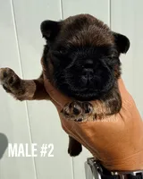 Make #2, a male Brussels Griffon for sale in Bourbon, IN – 1 of 5