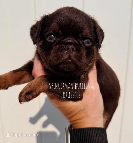 Light Blue collar chocolate and tan – Brussels Griffon puppy for sale in Bourbon, IN