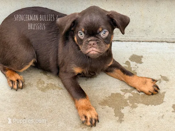 Teddy Bear – Brussels Griffon puppy for sale in Bourbon, IN