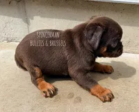 Teddy Bear, a male Brussels Griffon for sale in Bourbon, IN – 6 of 7
