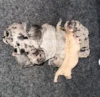 Chocolate Fawn, a female French Bulldog for sale in Bourbon, IN – 4 of 4