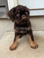 Choco, a male Brussels Griffon for sale in Bourbon, IN – 5 of 6