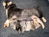 Lilac , a male French Bulldog for sale in Bourbon, IN – 4 of 4