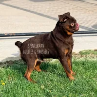 Light Blue collar chocolate and tan, a male Brussels Griffon for sale in Bourbon, IN – 3 of 3
