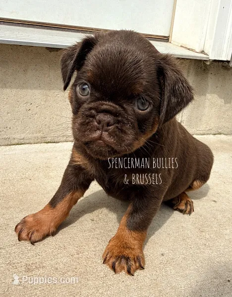 Teddy – Brussels Griffon puppy for sale in Bourbon, IN