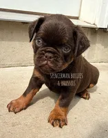 Teddy Bear, a male Brussels Griffon for sale in Bourbon, IN – 1 of 7