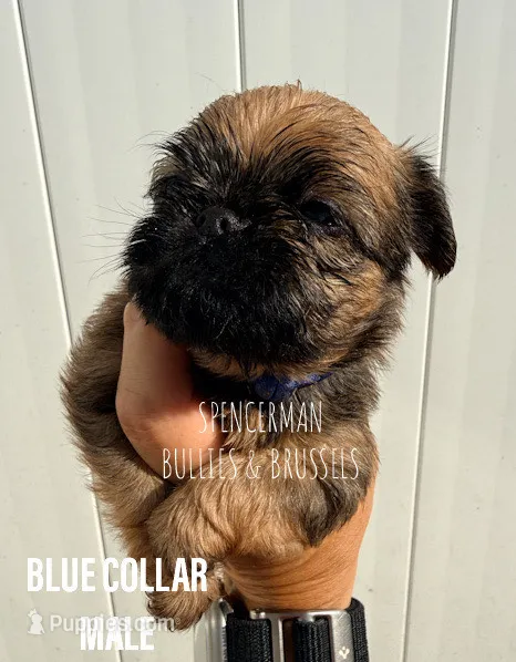 Male #3 – Brussels Griffon puppy for sale in Bourbon, IN