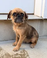 Earl the Merle , a male Brussels Griffon for sale in Bourbon, IN – 5 of 9