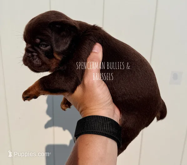 Teddy – Brussels Griffon puppy for sale in Bourbon, IN