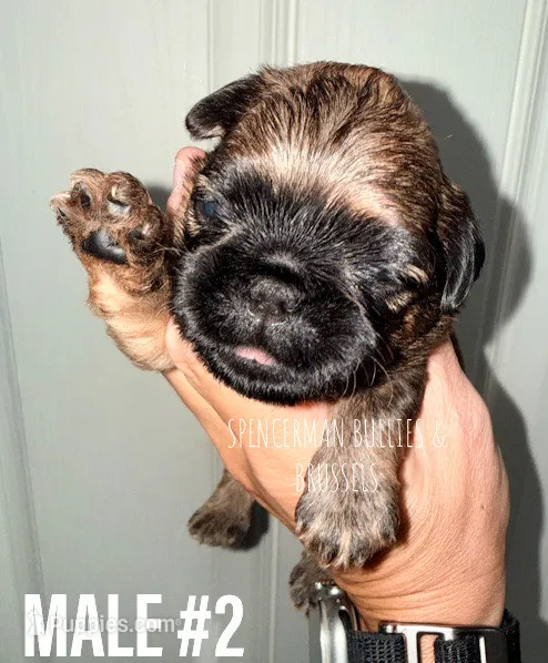 Make #2 – Brussels Griffon puppy for sale in Bourbon, IN