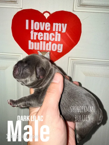 Blue  – French Bulldog puppy for sale in Bourbon, IN