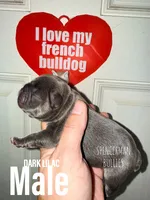 Blue , a male French Bulldog for sale in Bourbon, IN – 1 of 4