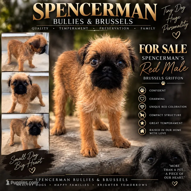 Red – Brussels Griffon puppy for sale in Bourbon, IN