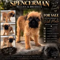 Red, a male Brussels Griffon for sale in Bourbon, IN – 1 of 6