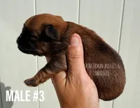 Male #3, a male Brussels Griffon for sale in Bourbon, IN – 3 of 5