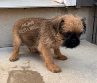 Red, a male Brussels Griffon for sale in Bourbon, IN – 3 of 6
