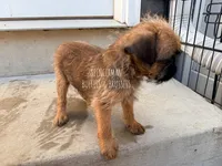 Red, a male Brussels Griffon for sale in Bourbon, IN – 6 of 6