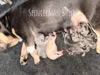 Blue , a male French Bulldog for sale in Bourbon, IN – 2 of 4