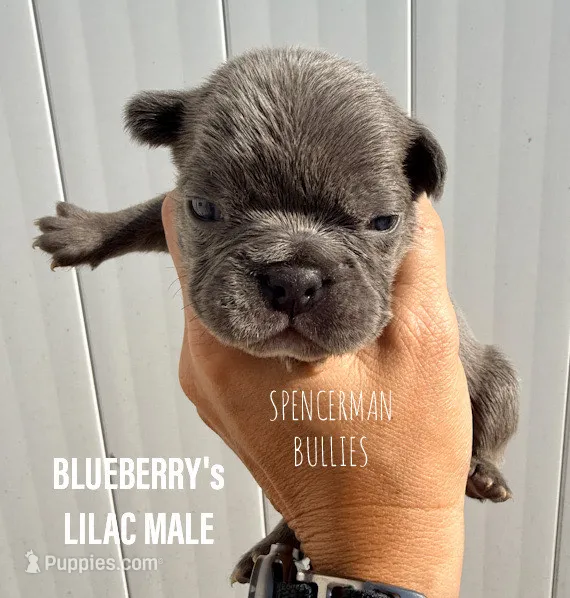Lilac  – French Bulldog puppy for sale in Bourbon, IN
