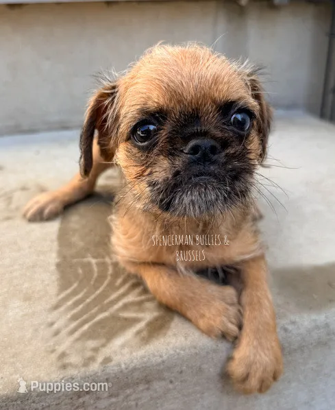 Belge. Merle – Brussels Griffon puppy for sale in Bourbon, IN